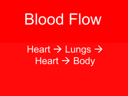 Blood Flow