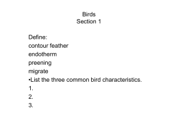 Birds Section 1