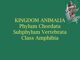 KINGDOM ANIMALIA - Blue Valley School District