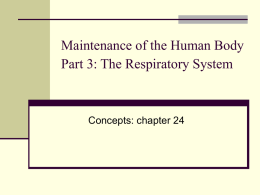 Reading Part 2: The Respiratory System