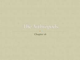 The Arthropods
