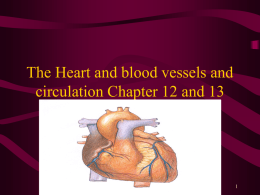 The Heart and blood vessels and circulation Chapter 12 and 13