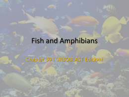 Fish and Amphibians - Tanque Verde Unified District