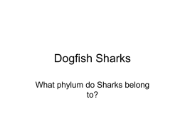 Dogfish Sharks - The Denton Family