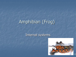 Amphibian (Frog)