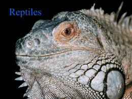Reptiles - Richmond School District