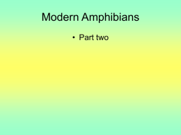 Modern Amphibians