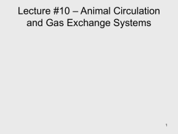 Lecture #11 – Animal Circulation and Gas Exchange Systems