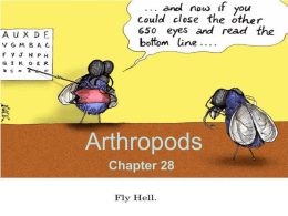 Arthropods and Echinoderms