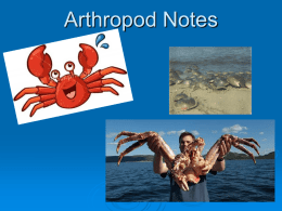 Arthropod Notes - Lake Stevens High School / Overview