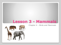 Lesson 3 - Mammals - Mother Teresa Regional School