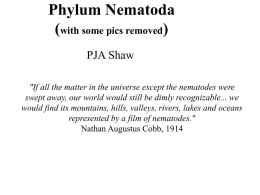 Phylum Nematoda - Demon Internet