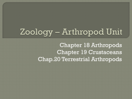Zoology – Arthropod Unit