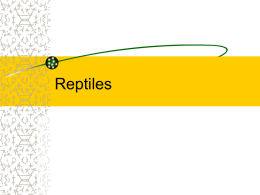 Reptiles - Mishicot FFA