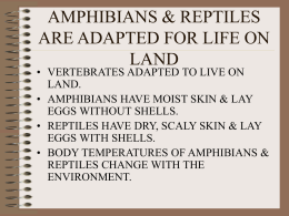 AMPHIBIANS & REPTILES ARE ADAPTED FOR LIFE ON LAND