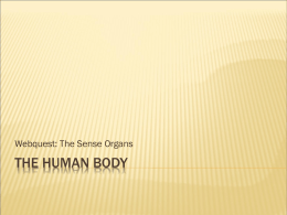 The human body - Teacher Bulletin