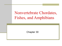 Nonvertebrate Chordates, Fishes, and Amphibians