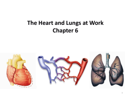 The Heart and Lungs at Work Chapter 6