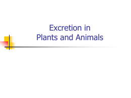 17.1 Excretion in Plants and Animals