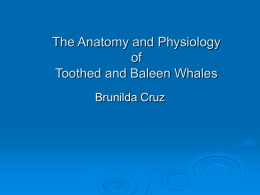 The Anatomy and Physiology of Toothed and Baleen Whales