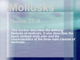 Mollusks - Henrico