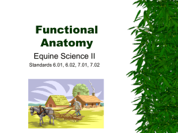 Functional Anatomy PPT