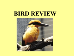 bird review - local.brookings.k12.sd.us