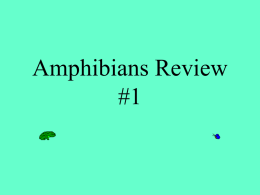 Amphibians Review #1 - local.brookings.k12.sd.us