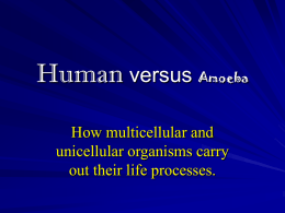 Human versus Amoeba - Valhalla High School