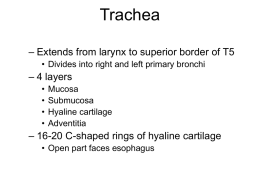 41. Trachea, bronchi, bronchial tree