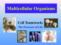 Multicellular_System..