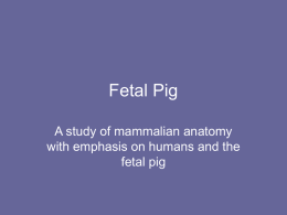 Fetal Pig
