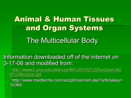 Animal Tissues and Organ Systems