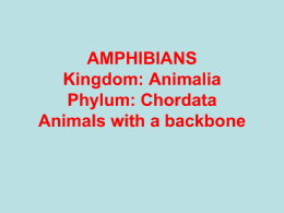 AMPHIBIANS