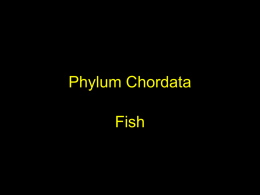 Phylum Chordata - Industrial ISD