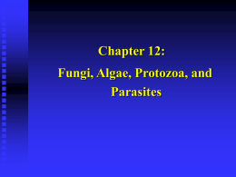 Fungi, Algae, Protozoa, and Multicellular Parasites
