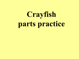 Crayfish parts - Green Local Schools
