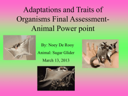 Adaptations and Traits of Organisms Final Assessment