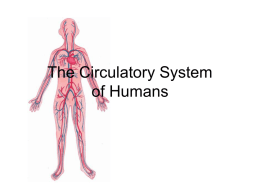 The Circulatory System of Humans