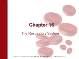 Chapter 16 The Respiratory System