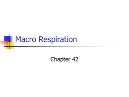 Macro Respiration