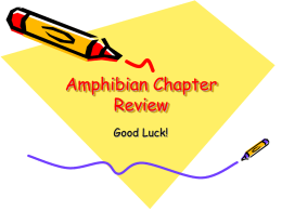 Amphibian Chapter Review - local.brookings.k12.sd.us