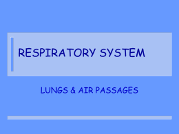 the breathing system ppt