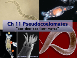 Ch 15 Pseudocoelomate Animals