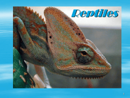 Reptiles - Fulton County Schools