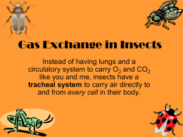 Gas exchange in insects