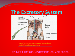 The Excretory System - Bingham-5th-2012