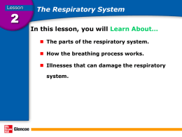 Respiratory System PowerPoint