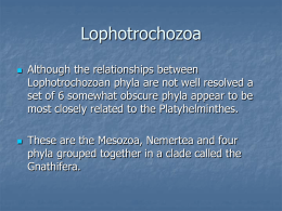Lophotrochozoa