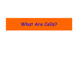 Cell Organization